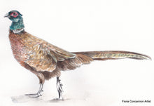 Pheasant