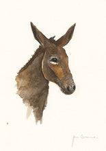 Shy Donkey