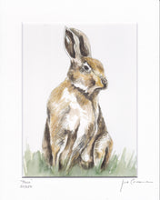 Hare