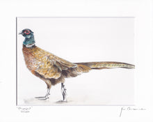 Pheasant