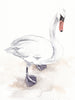 Claddagh Swan