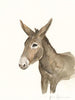 Liscannor Donkey