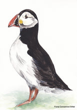 Puffin