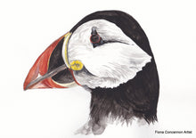 Puffin Profile